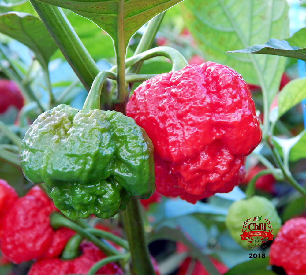 The Trinidad, The Moruga & The Scorpion - League Of Fire